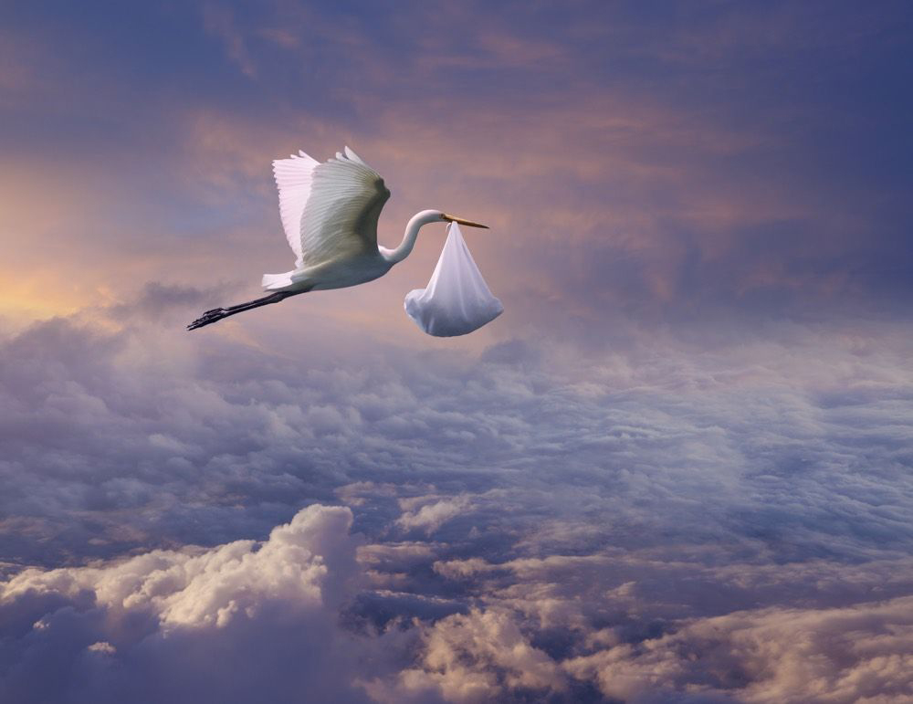 stork-coin