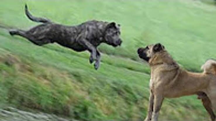 Köpek Temalı 7 Altcoin Uçuyor: Sadece Bir Tanesi DOGE’ye Rakip Olacak!