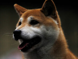 Shiba Inu (SHIB)’ya Asya’dan Müjde: SHIB Hedefine İlerliyor