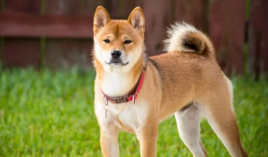 Shiba Inu Elon Musk'ı Alt Etmeyi Başardı: Ünlü İsimden Çarpıcı Açıklama!