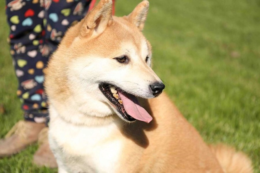 Shiba Inu Çılgınlığı Çin’e de Sıçradı! İşte Ayrıntılar!