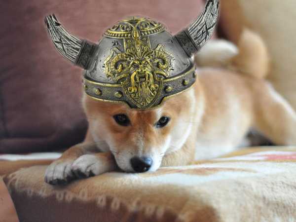 Altcoin Floki Inu