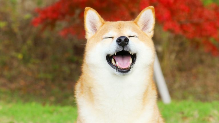 Görsel: Shiba Inu (SHIB)