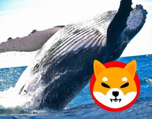 Devasa Balinadan Dudak Uçuklatan Shiba Inu Alımı!