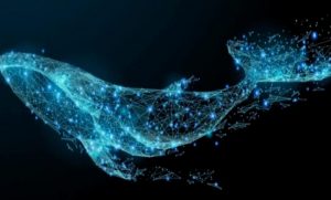Bu Altcoin Balinaların Yeni Gözdesi Olmayı Başardı