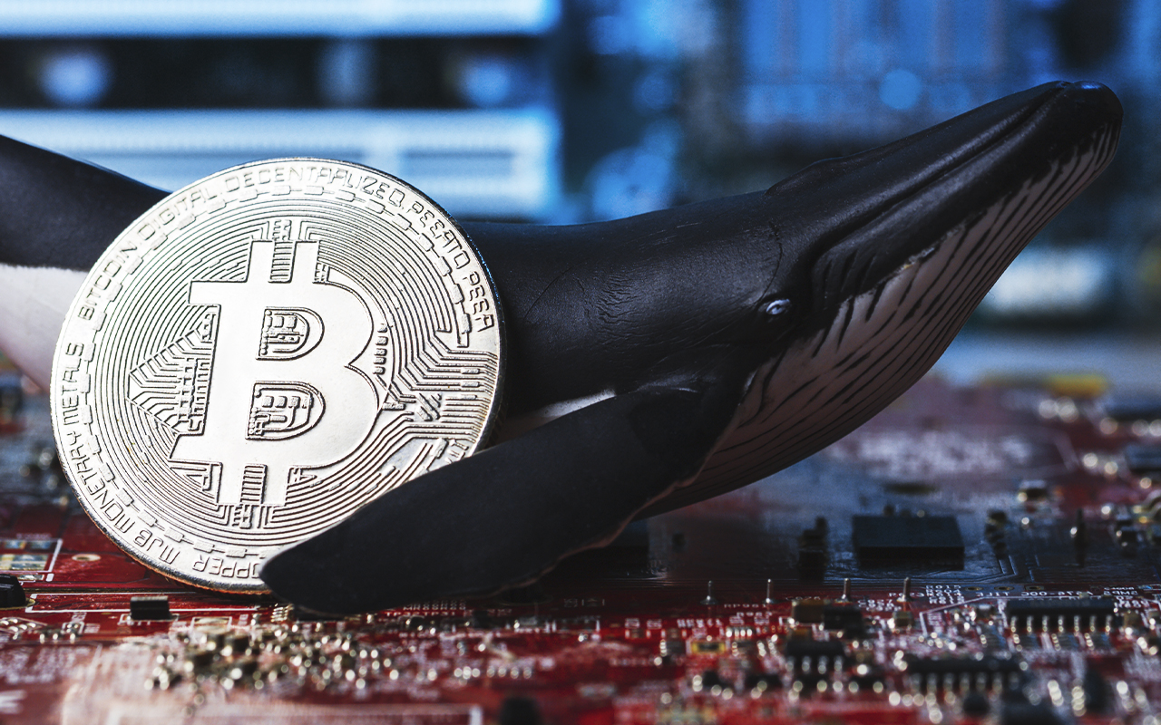Korkulan Oldu: Bitcoin Balinaları Harekete Geçti