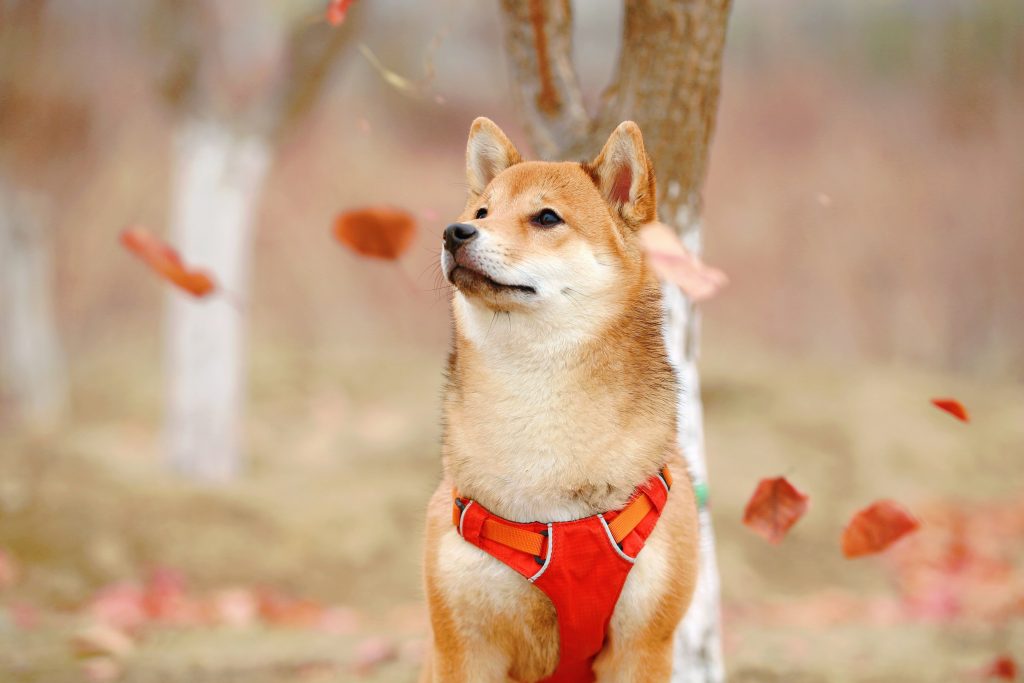 Analistten Shiba Inu, BABYDOGE ve Dogelon Mars Şubat Tahmini