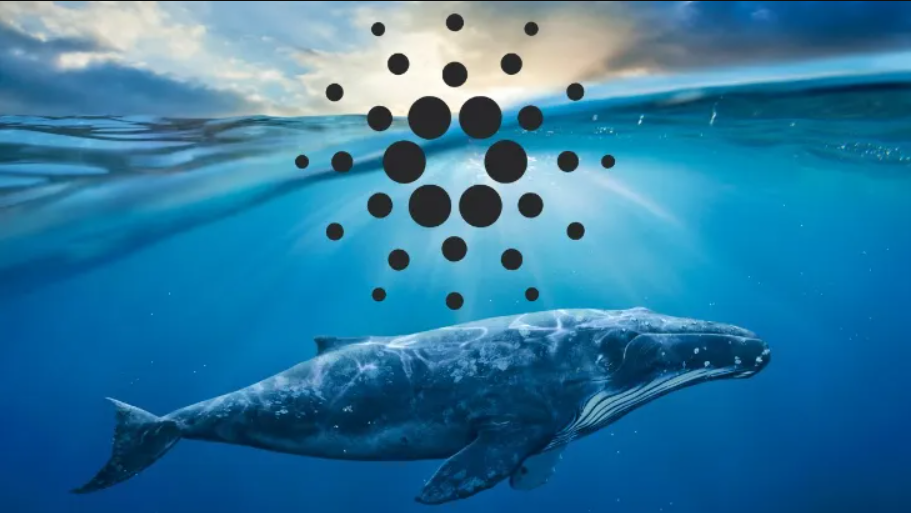 Santiment'ten Kritik Cardano Açıklaması: Neler Oluyor?