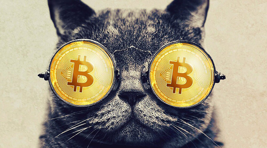 5 Uzman Yanıtladı: Bitcoin ''Ölü Kedi Sıçraması'' mı Yapıyor?
