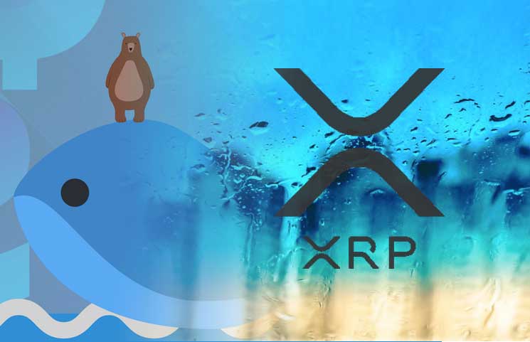 Ripple (XRP)'ın Bir Sonraki Boğa Koşusunu Balinalar mı Başlatacak?