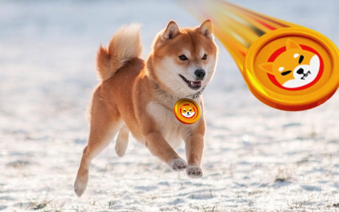 Uzman Görüşü: Shiba Inu ve DOGE Çılgınlığı Sona mı Erdi?