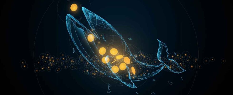 Balinalar Bu Altcoin'e Hücum Etti! 10 Dolar mı Geliyor?