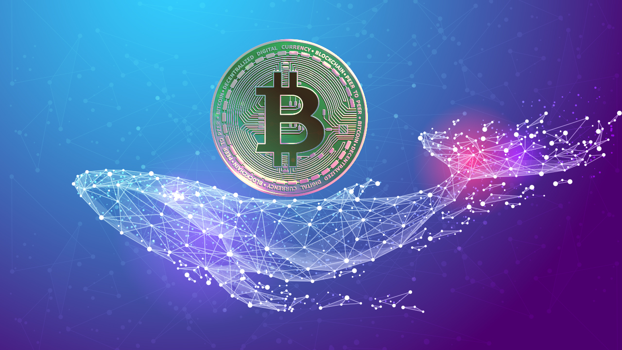 Balinalar Bitcoin Biriktiriyor! Peki Bu Ne Anlama Geliyor?