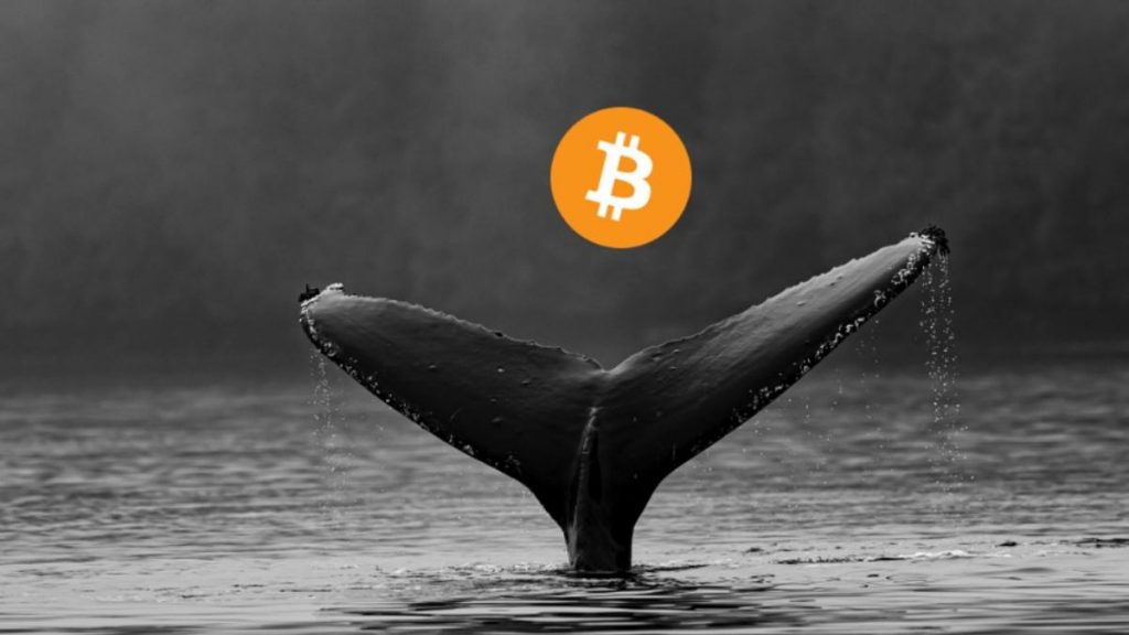 Bitcoin Balina Adresleri Sayısı Dip Yaptı! Ne Anlama Geliyor?