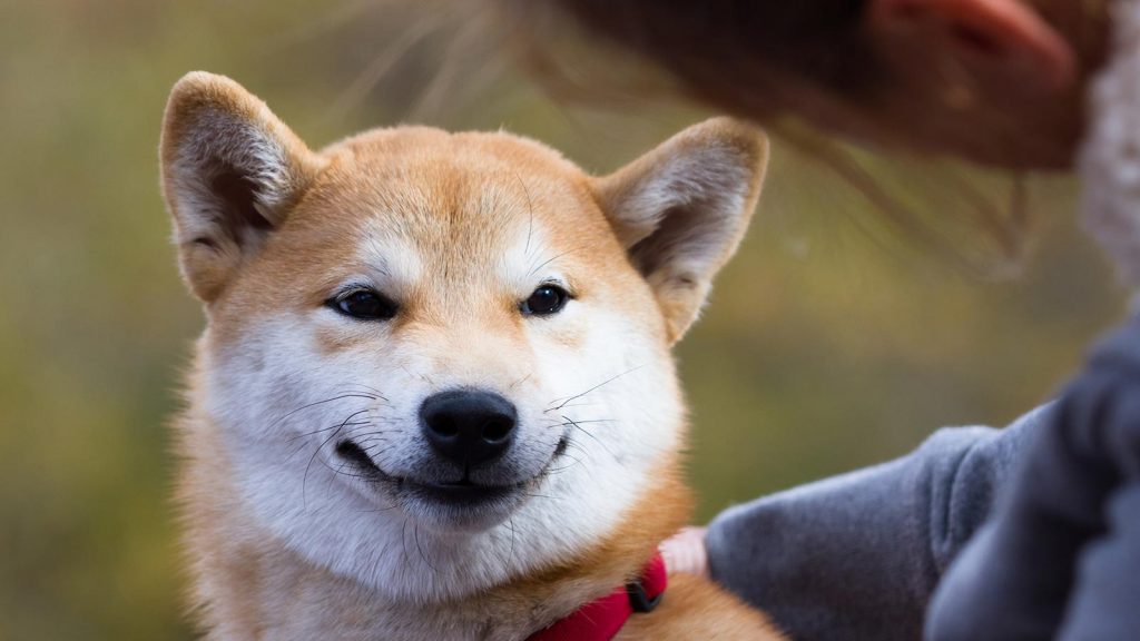 Shiba Inu Yeniden Balinaların Gözdesi Oldu! İşte Ayrıntılar