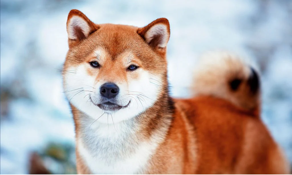 Shiba Inu Yüzde 20'lik Bir Ralliye mi Hazırlanıyor?