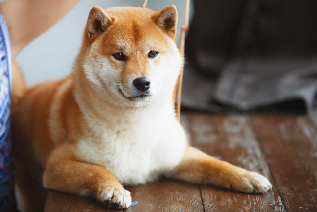 Yatırımcılar Shiba Inu Fiyatından Umutlu! Ralli Beklentisi