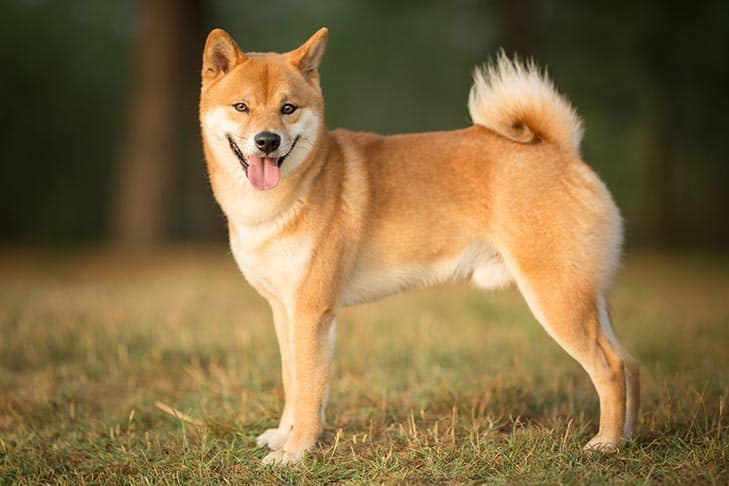 Shiba Inu Listeleme Müjdesini Verdi: Ünlü Borsaya Girdi!