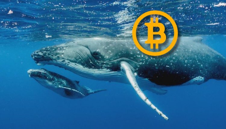 Balinalar Bitcoin Satıyor! İşte Perde Arkasında Olanlar