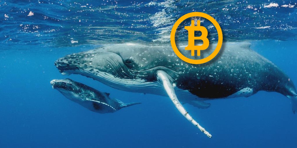 Bitcoin Balinalarının On-chain Etkinliği Düşüyor! Bu Ne Demek?