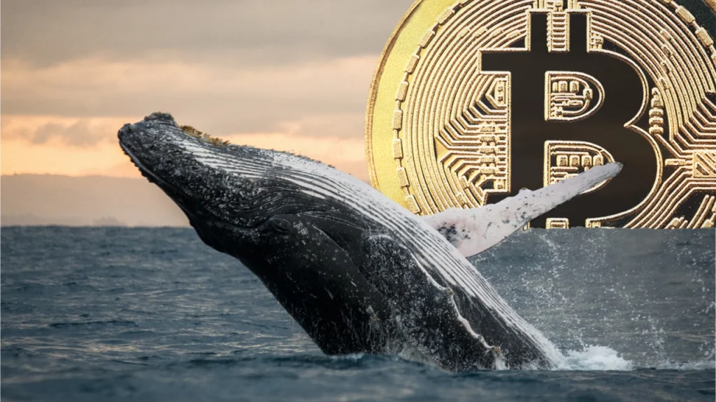 Bitcoin Balinaları Çıldırdı! İşte Ayrıntılar!