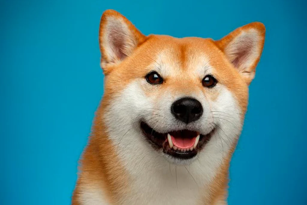 Shiba Inu Benimsenmesi Artarken Geliştirmeler Devam Ediyor!