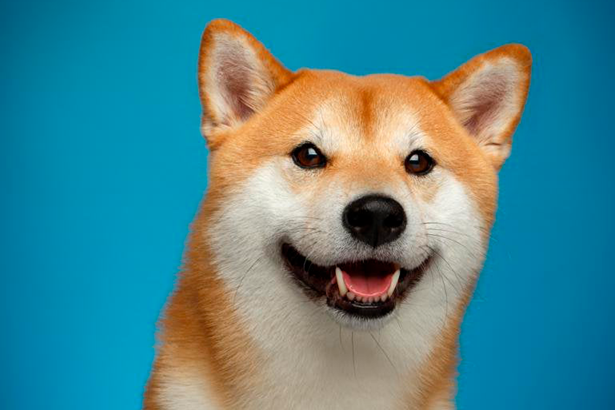 Shiba Inu Benimsenmesi Artarken Geliştirmeler Devam Ediyor!
