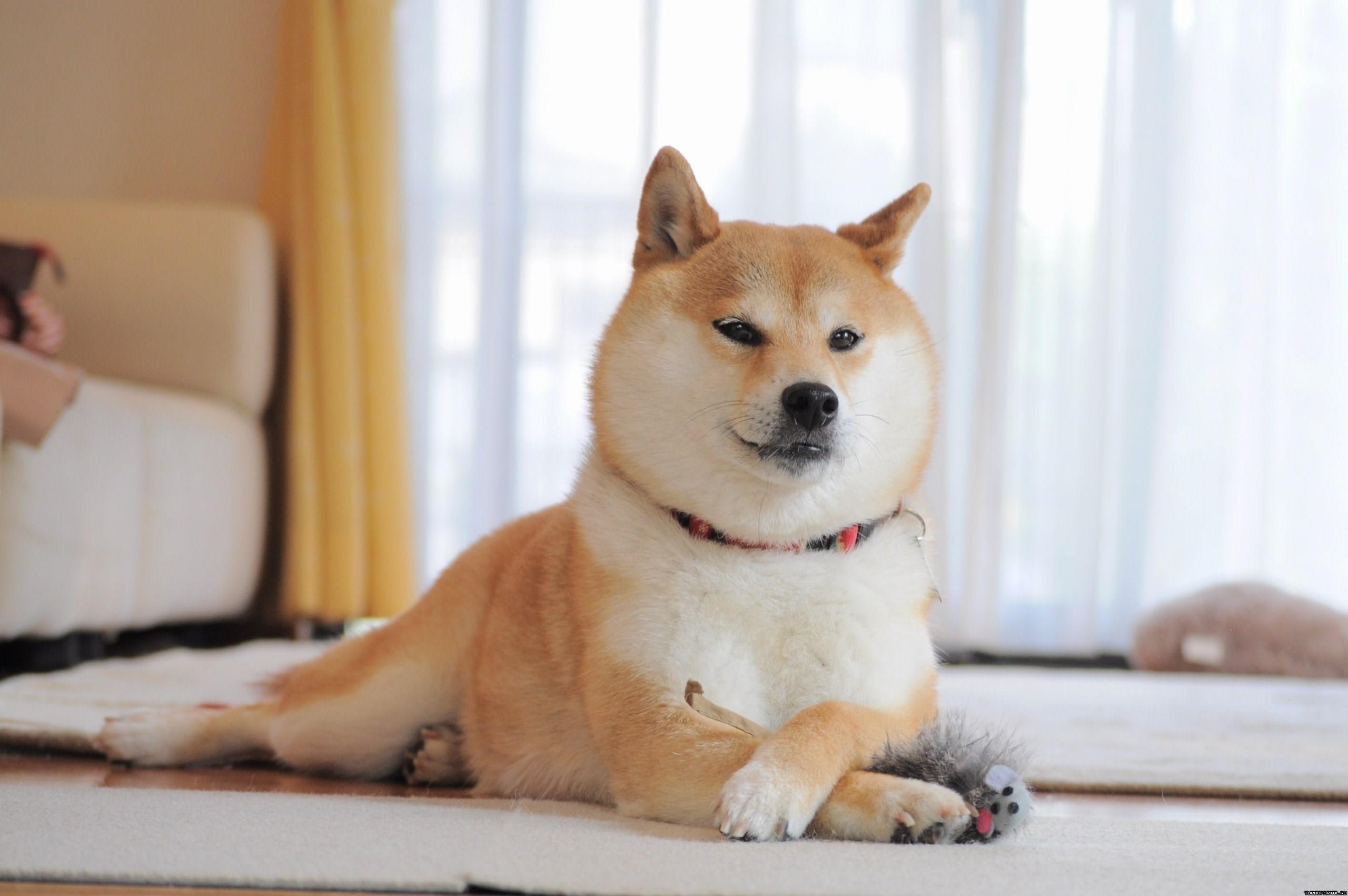 Shiba Inu Değil: Bu Meme Coin Pik Yaptı!