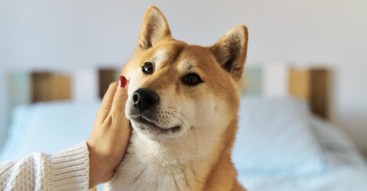 Shibarium Ne Zaman? Shiba Inu 1 Doları Görecek mi?
