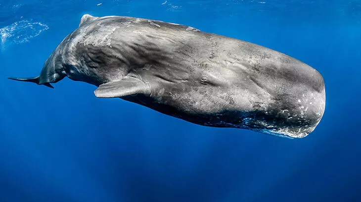 Balinalar Bu Altcoin’i Satıyor: Düşüş Bekleniyor!