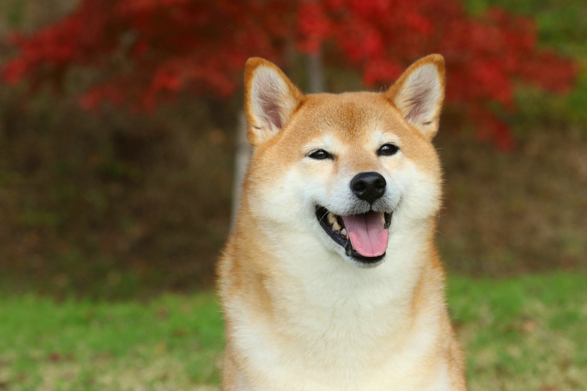 Shiba Inu Mucidi Gizemli Tweetler Yolluyor! Ne Geliyor?