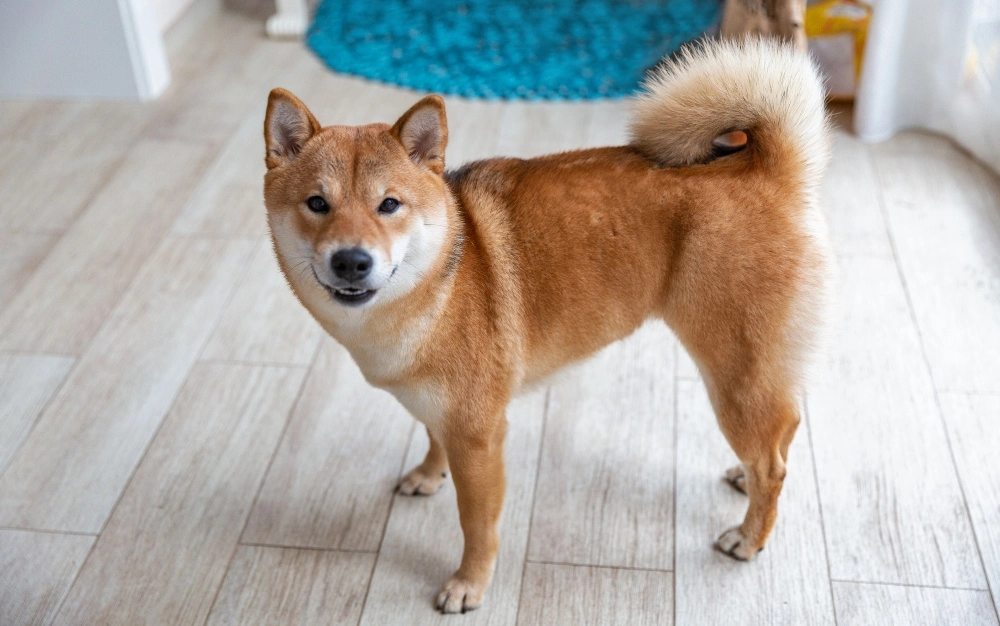 Shiba Inu Fiyat Tahmini: Haftaya SHIB Rallisi Olabilir mi?