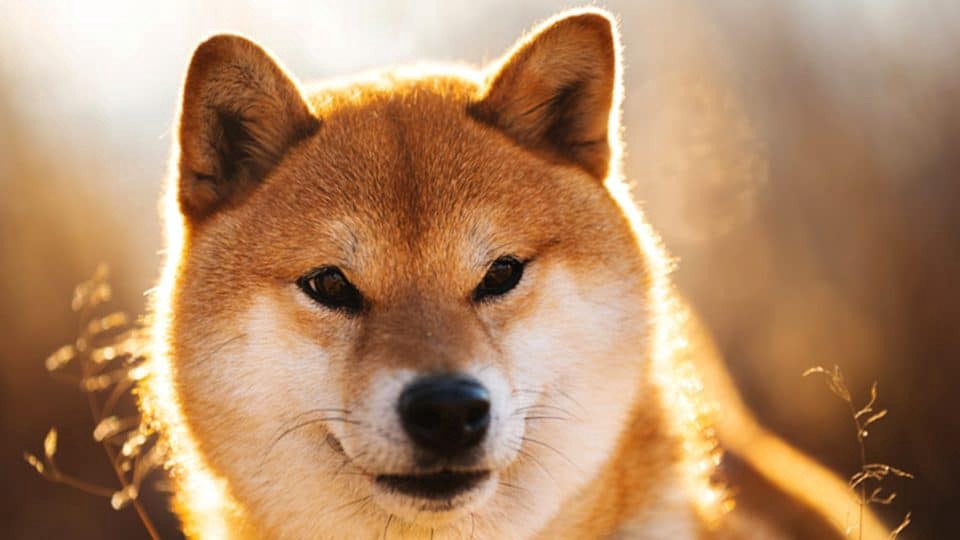 Shiba Inu Büyük Duyurularla Manşetlerde: Fiyatlar Arttı!