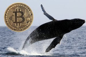 Büyük Kripto Para Balinasının Yeni Avı Bunlar!