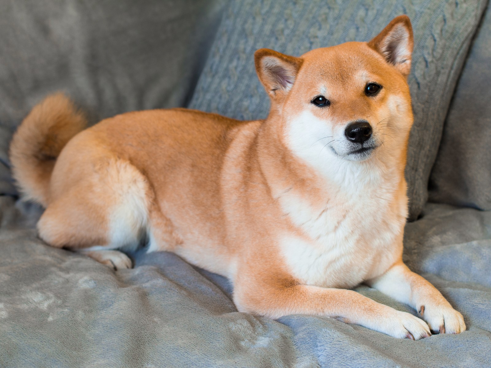 Shiba Inu Tahmini: SHIB İçin Bu Seviyeler Çok Yakın!