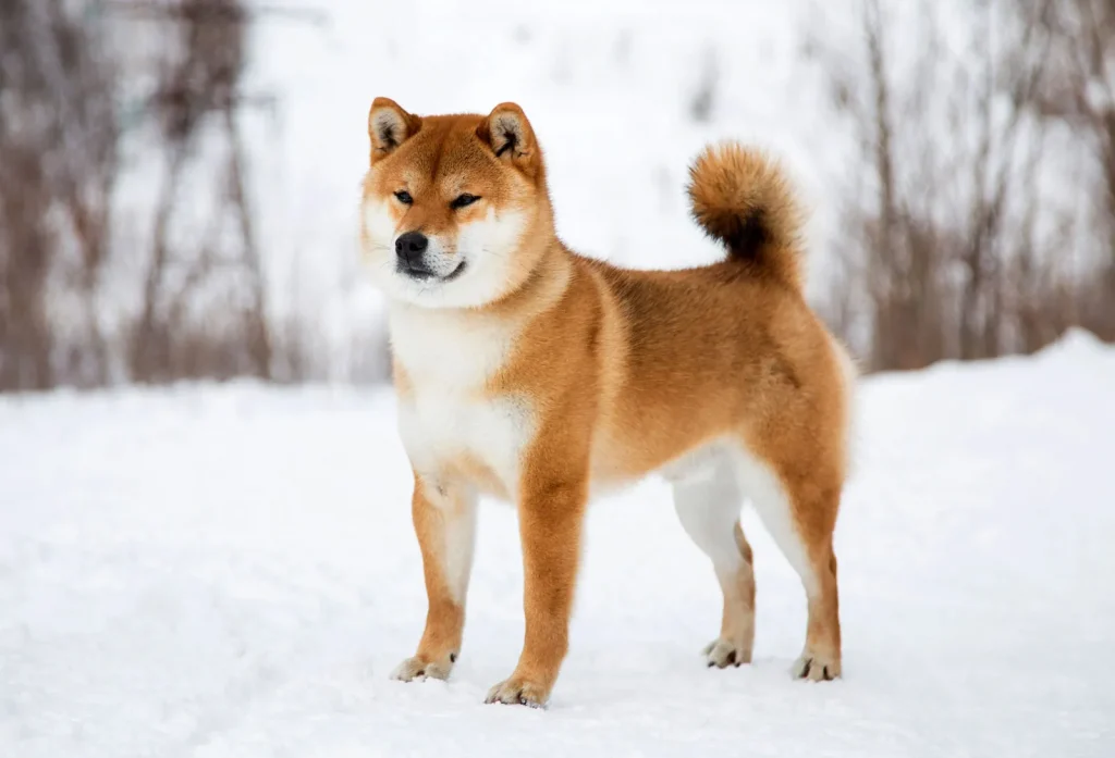 Shiba Inu İçin Son Dakika Gelişmesi: Açıklandı!