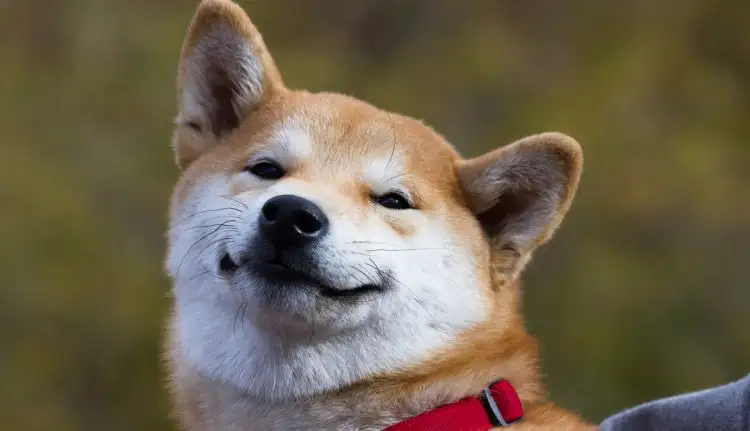 Shiba Inu Fiyat Tahmini: SHIB Ne Kadar Yükselebilir?