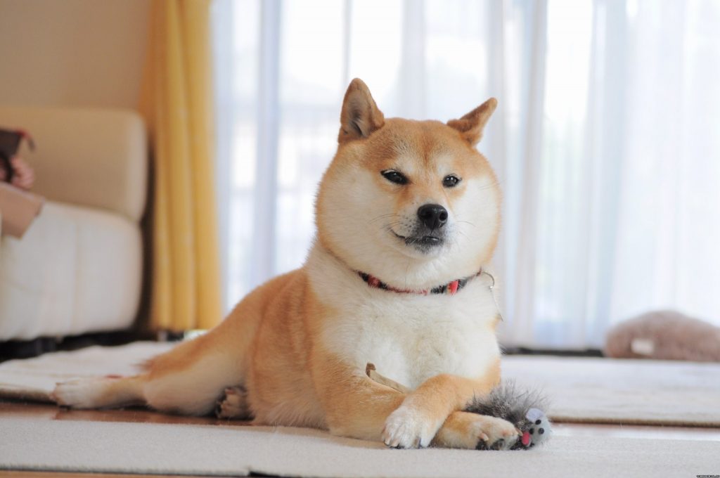 Shiba Inu Yatırımcıları Dikkat: Bu Gelişmeyle Uçtu!