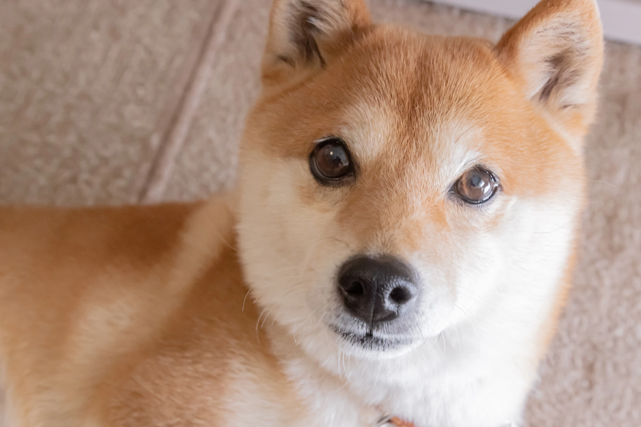 Son Dakika Shiba Inu Gelişmesi: Shibarium Başlatılıyor!