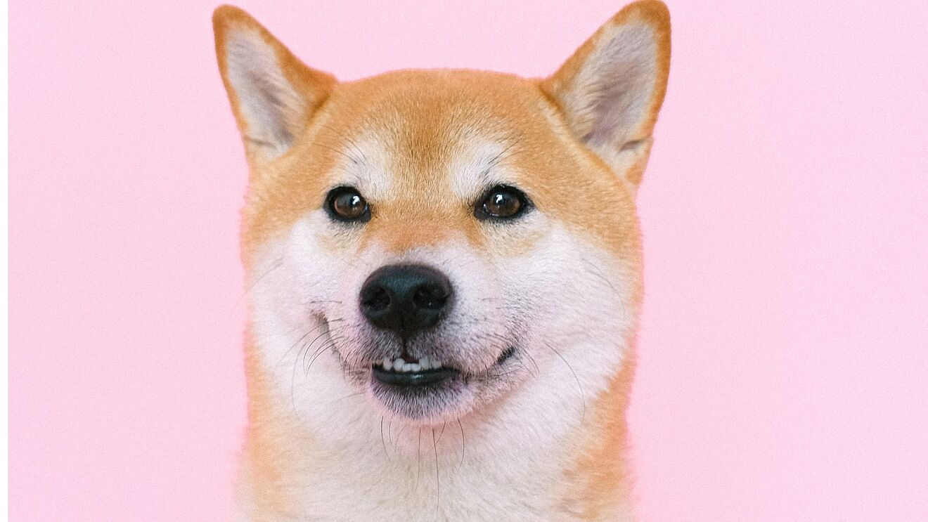 Shiba Inu İçin Sıcak Gelişmeler: Ortaklık ve Daha Fazlası!
