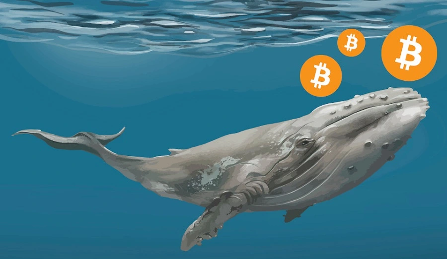 Bitcoin Balinaları Harekete Geçti! BTC'lerini Taşıyorlar!
