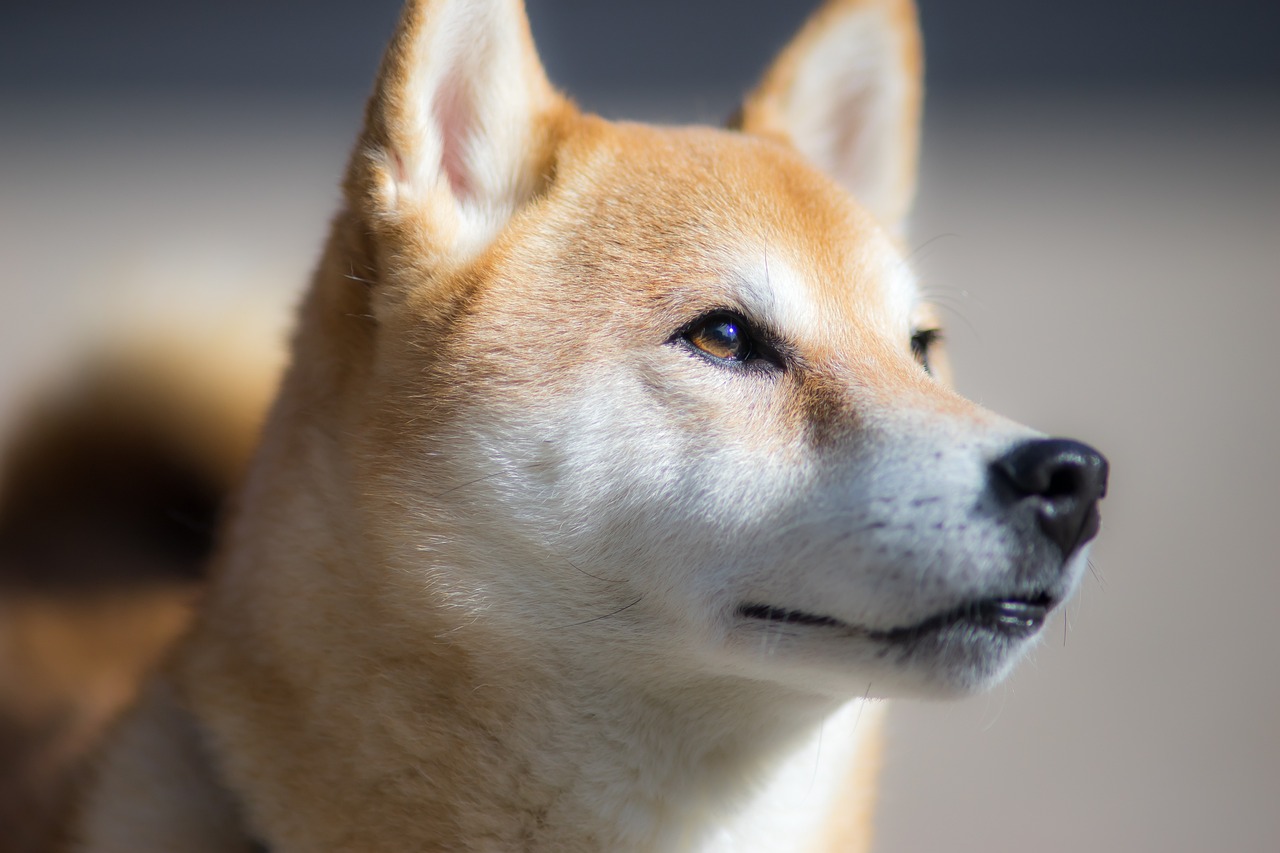 Shibarium Yeni Gelişmeler İle Geliyor: Shiba Inu Fiyatı Ne Olacak?