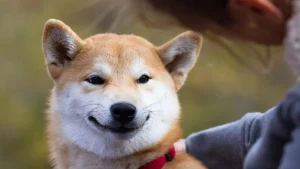 Uzmanlar Açıkladı: Popüler Memecoin Patlamanın Eşiğinde!