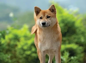 Shiba Inu Bir Kilometre Taşını Daha Geride Bıraktı! İşte Detaylar