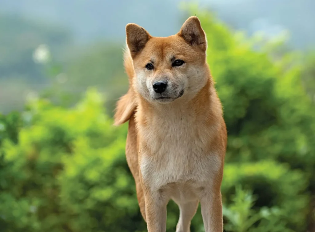 Shiba Inu Geliştiricisi Ateş Püskürdü: Dolandırıcıları Dinlemeyin!
