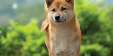 Shiba Inu Geliştiricisi Ateş Püskürdü: Dolandırıcıları Dinlemeyin!