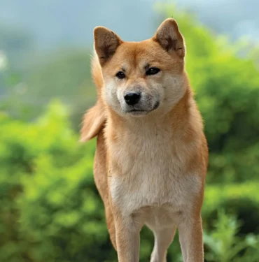 Shiba Inu Geliştiricisi Ateş Püskürdü: Dolandırıcıları Dinlemeyin!