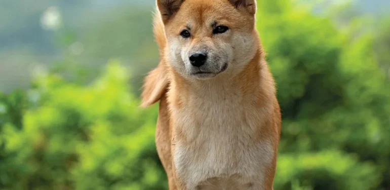 Shiba Inu Geliştiricisi Ateş Püskürdü: Dolandırıcıları Dinlemeyin!