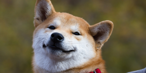 Shiba Inu Balinaları Harekete Geçti: 130 Milyon Dolarlık Transfer!