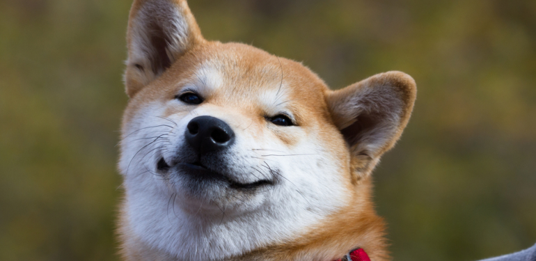 Shiba Inu Balinaları Harekete Geçti: 130 Milyon Dolarlık Transfer!